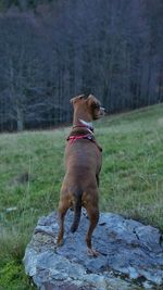 Dog running on field