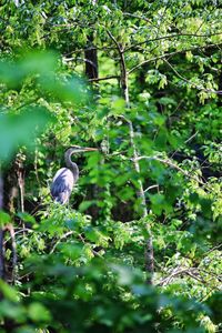 Bird perching on tree