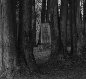 Trees in forest