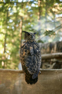 Close-up of eagle perching on wood