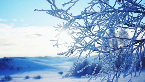 Close-up of frozen tree against sky