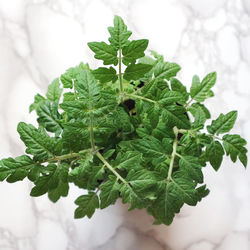 Close-up of plant