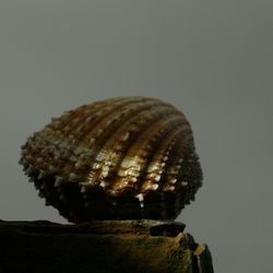 Close-up of turtle against clear sky