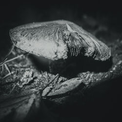 Close-up of mushroom growing on land