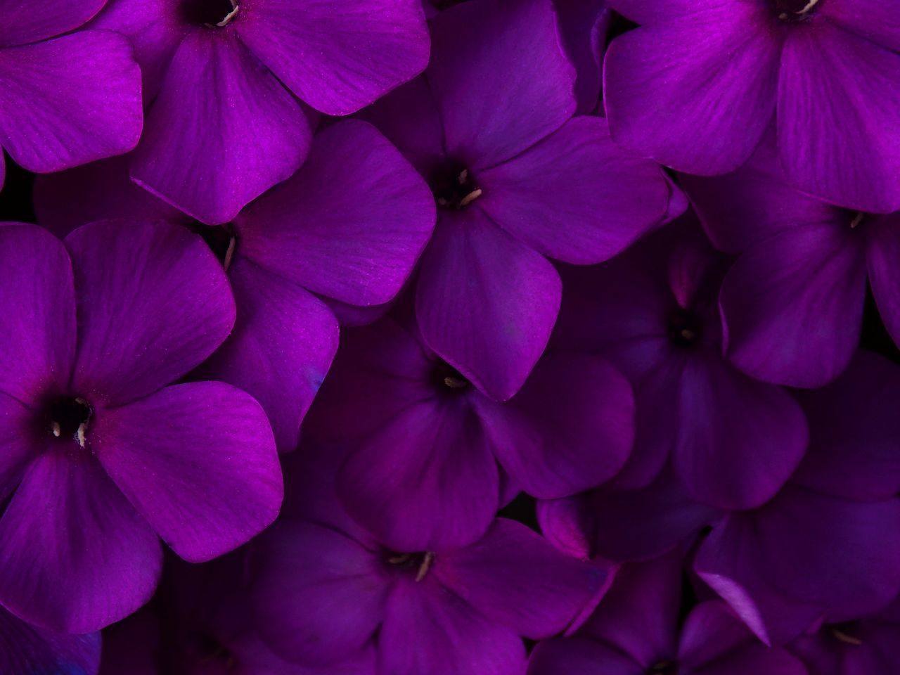 flower, freshness, flower head, petal, backgrounds, fragility, full frame, beauty in nature, close-up, growth, bloom, detail, macro, elegance, springtime, nature, blossom, in bloom, plant, softness, purple, vibrant color, botany, bunch of flowers, hydrangea, extreme close-up, black background, studio shot, repetition, exoticism, blooming