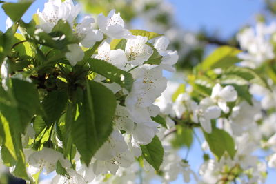 Close-up of white cherry blossom plant