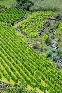 High angle view of agricultural field