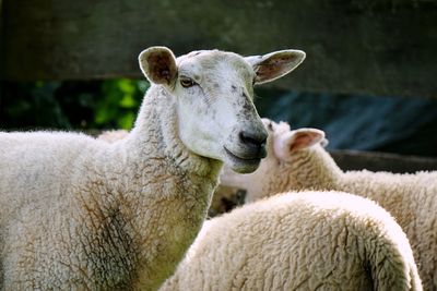 Close-up of sheep