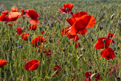 Close-up of red poppy flowers in field