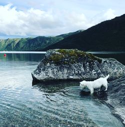 View of turtle in lake against mountains