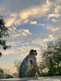 View of a horse against cloudy sky