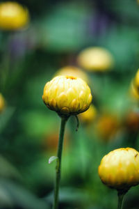 Close-up of yellow flowering plant