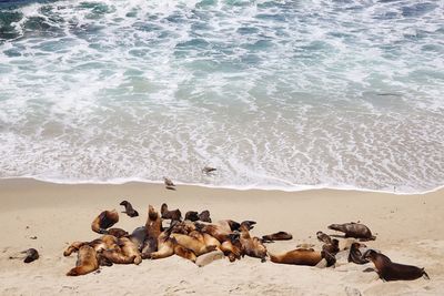 High angle view of flock of birds on beach