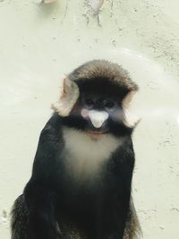Close-up of monkey