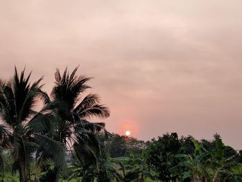 Palm trees against sky during sunset