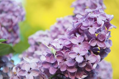 Close-up of purple flowering plants