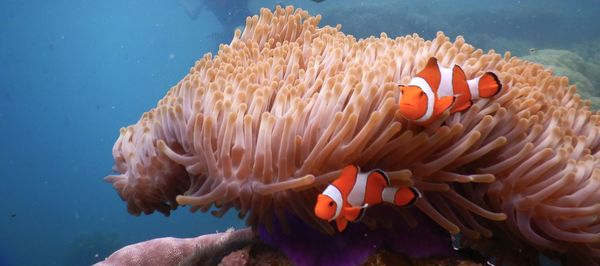 Panoramic view and close-up of coral in sea