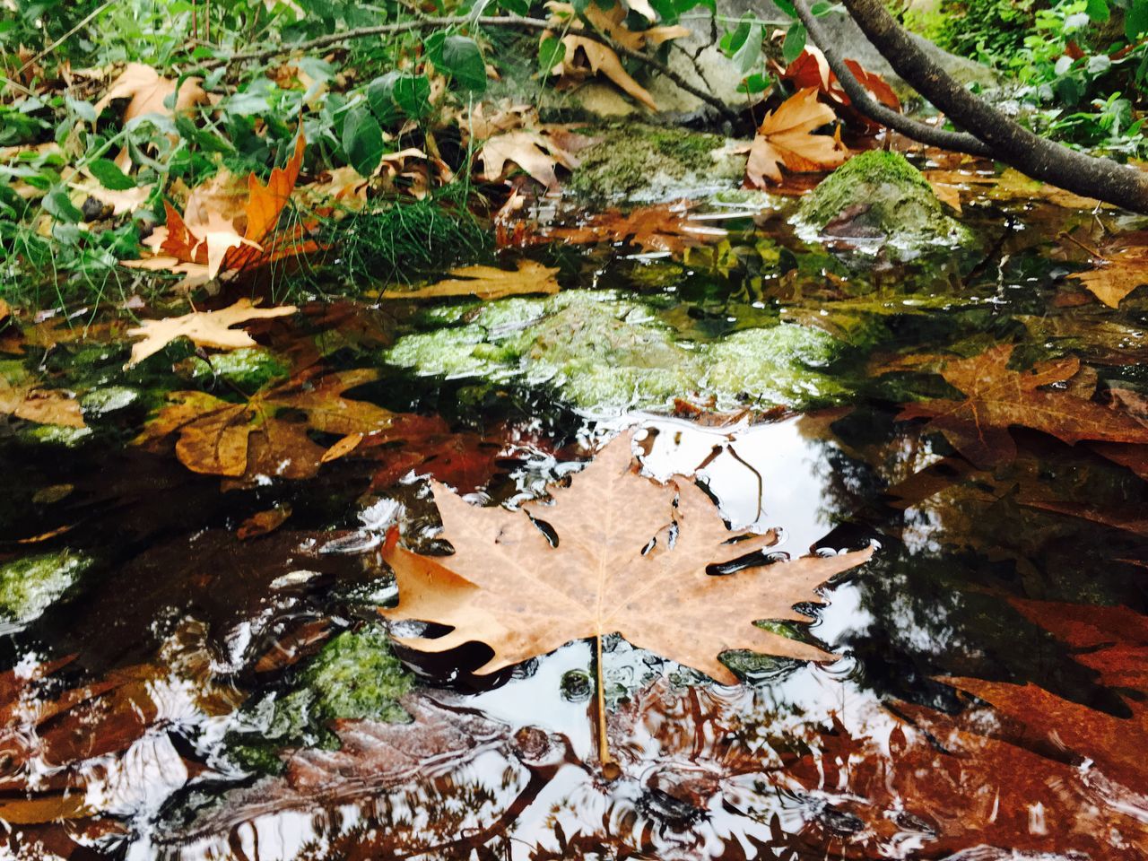 leaf, water, autumn, pond, reflection, dry, change, high angle view, floating on water, tree trunk, fallen, standing water, leaves, nature, fallen leaf, day, tranquility, moss, outdoors, fragility, floating, stream, natural condition, non-urban scene, messy, green, beauty in nature