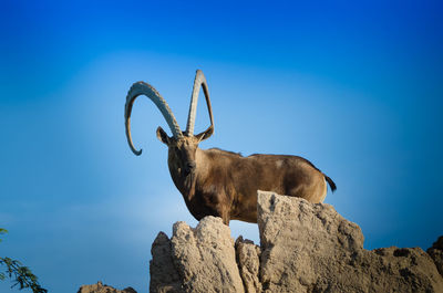 Low angle view of horse against blue sky