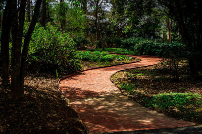 Narrow walkway along trees in park