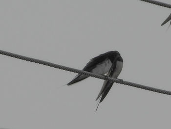 Low angle view of bird perching against clear sky