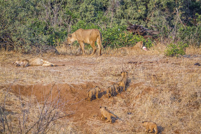 View of animal on field in forest