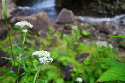 Close-up of flowers blooming outdoors