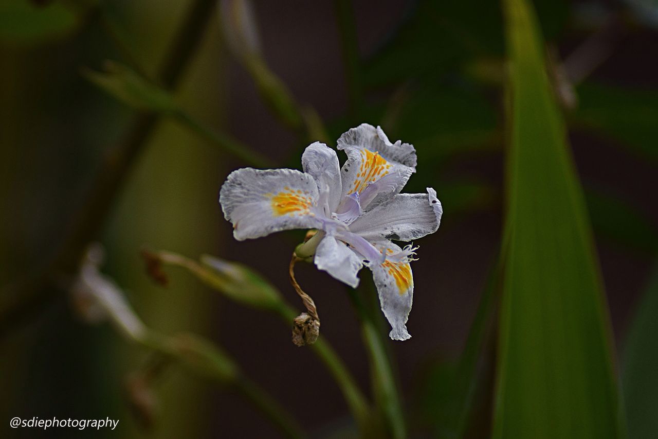 nature, beauty in nature, flower, growth, fragility, close-up, flower head, outdoors, petal, no people, plant, freshness, day