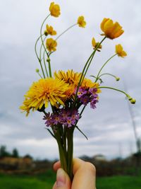 Close-up of hand holding yellow flowering plant