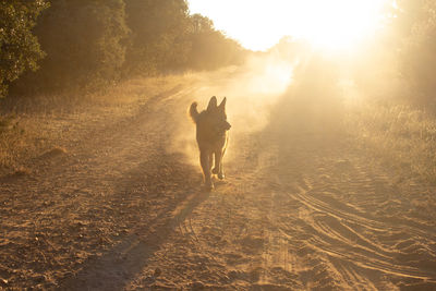 Rear view of people with dog on street