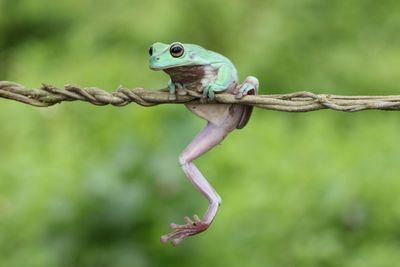 Close-up of lizard on branch