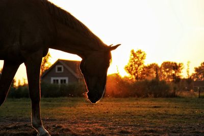 Close-up of horse on field against sky