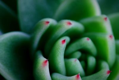 Close-up of succulent plant