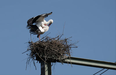 Low angle view of birds on nest against sky