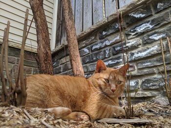 Portrait of a cat relaxing