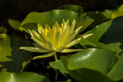 Close-up of yellow flowering plant