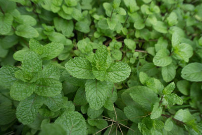 High angle view of mint leaf plants