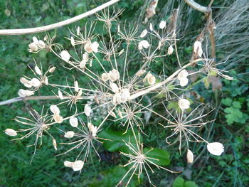 Close-up of white flowers blooming outdoors