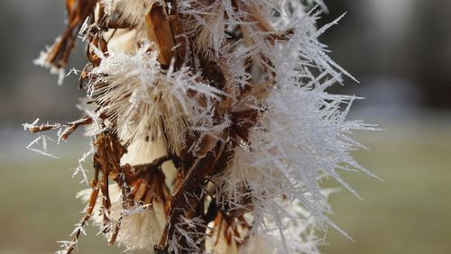 Close-up of frost on dried plant