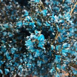 Close-up of blue flowering plant