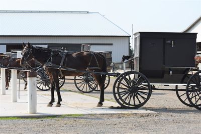 Horse cart