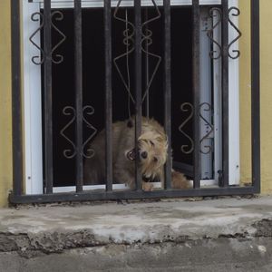 Dog biting metallic gate