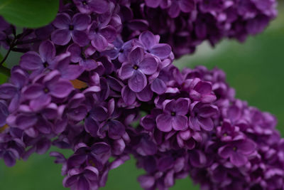 Close-up of purple flowers