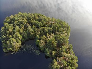 High angle view of trees by plants