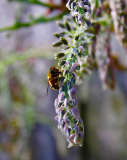 Close-up of bee pollinating on flower