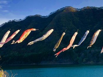 View of fish in lake against mountain range