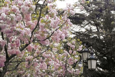 Low angle view of cherry blossoms