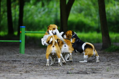 Dogs in a field