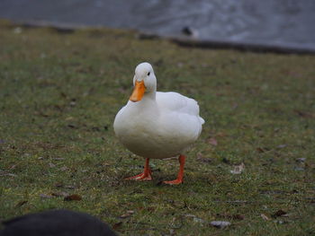 High angle view of seagull perching on land