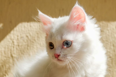 Close-up portrait of a cat